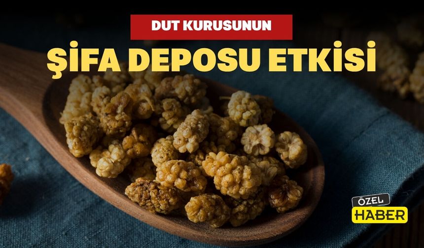 Dut Kurusunun Şifa Deposu Etkisi İlgi Görüyor
