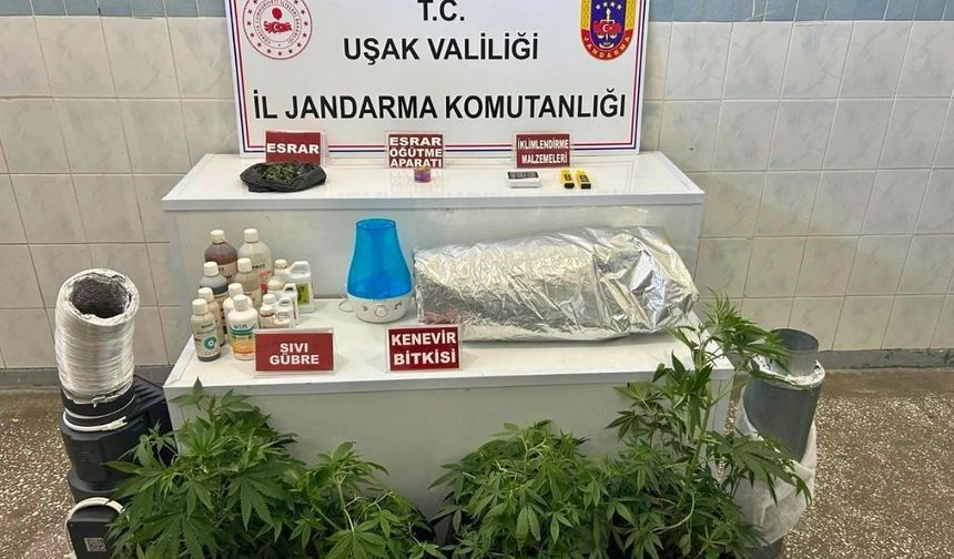 Uşak’ta evinde kenevir yetiştiren şahıs  yakalandı