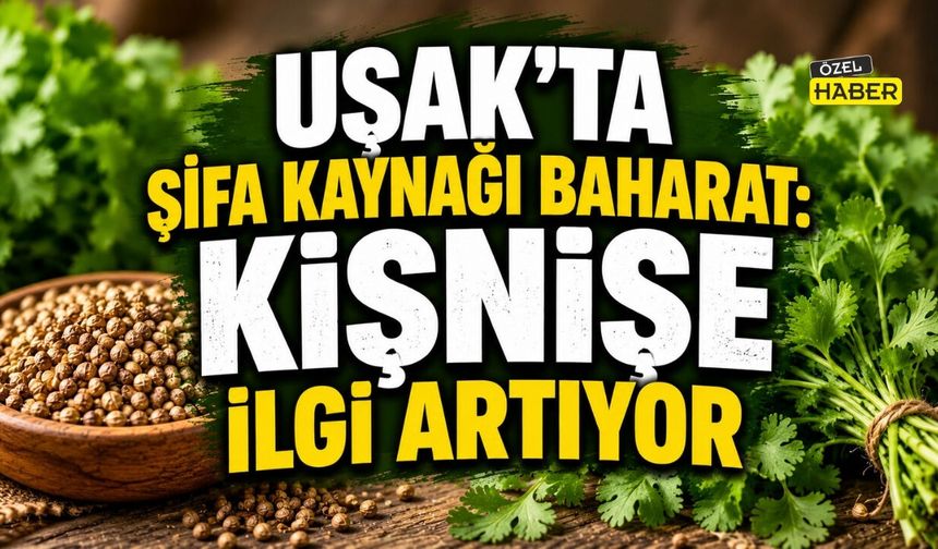 Uşak'ta Şifa Kaynağı Baharat: Kişnişe İlgi Artıyor