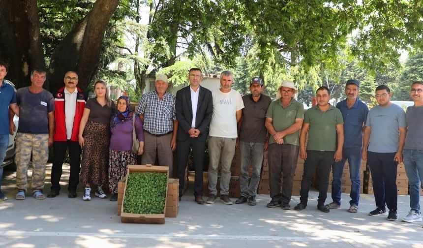 Uşak'ta Çiftçiye Dev Destek 255 Bin Sebze Fidesi Dağıtıldı