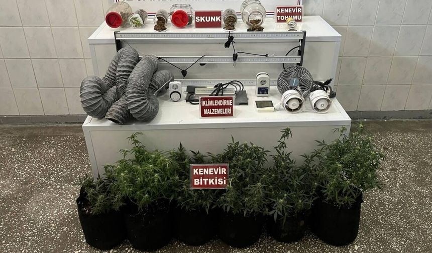 Uşak'ta Ev Baskınında Skunk Serası Ortaya Çıkarıldı