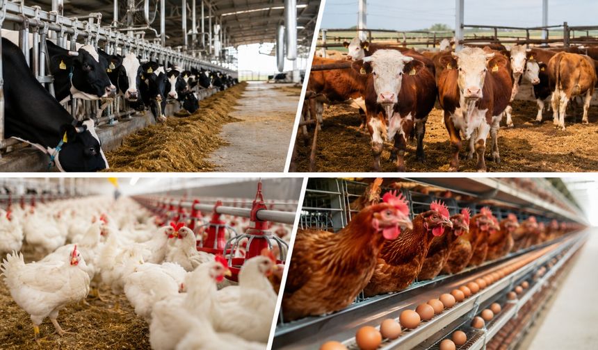 TKDK Yeni Hibe Çağrısı: Tarımsal İşletmelere Yüzde 70'e Varan Destek Sağlanacak