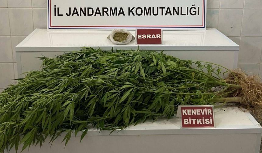 Uşak’ta Evlerden Kenevir ve Esrar Çıktı