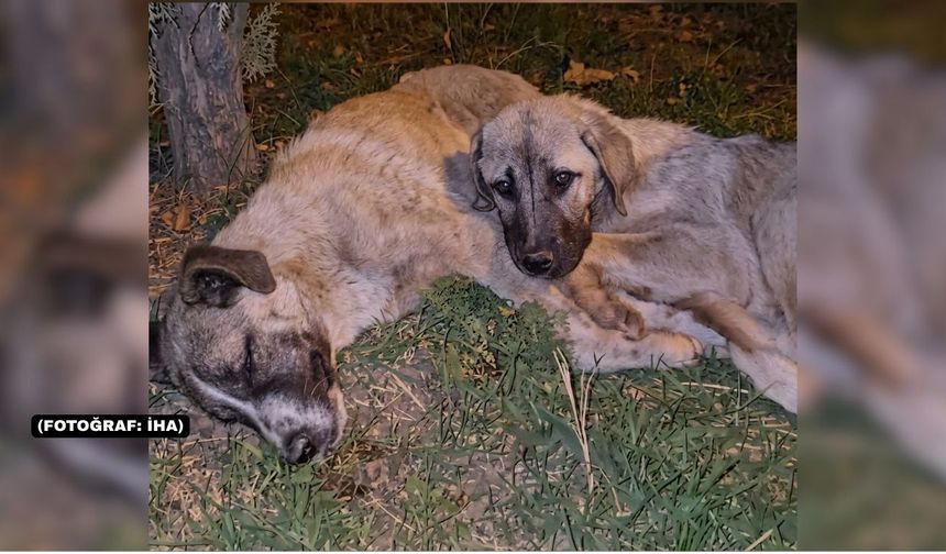 Uşak Belediyesi Köpek Ölümü Hakkında İnceleme Başlattı