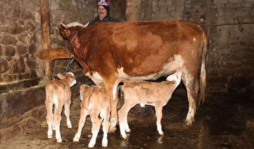 Uşak’ta Hayvancılık Desteği Başladı