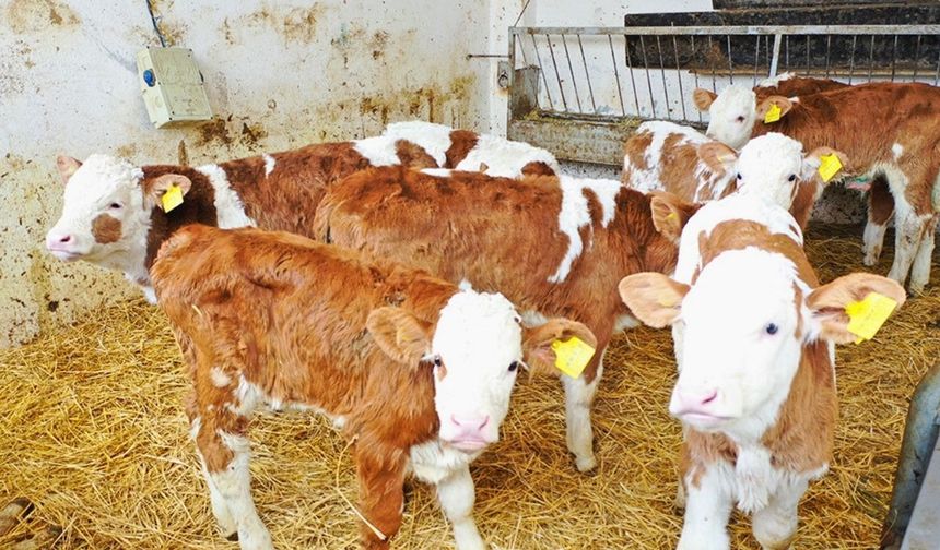 Uşak'ta Hayvancılık Destekleme Başvuruları Başladı: İşte 1. Dönem Takvimi