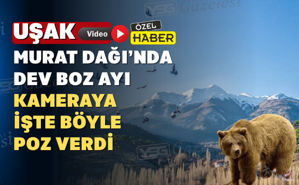 Murat Dağı’nda dev boz ayı fotokapana yakalandı