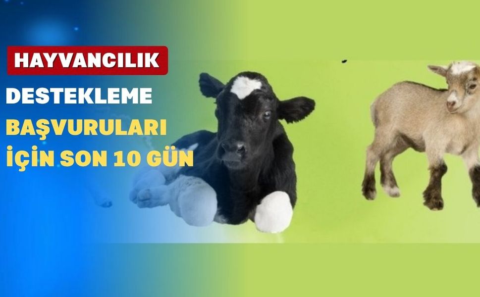 Uşaklı Hayvan Üreticileri; Bu Tarihe Çok Dikkat Ediniz