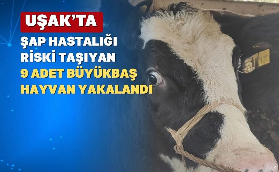 Uşak’ta Hastalık Riski Olan 9 Büyükbaş Hayvan Yakalandı