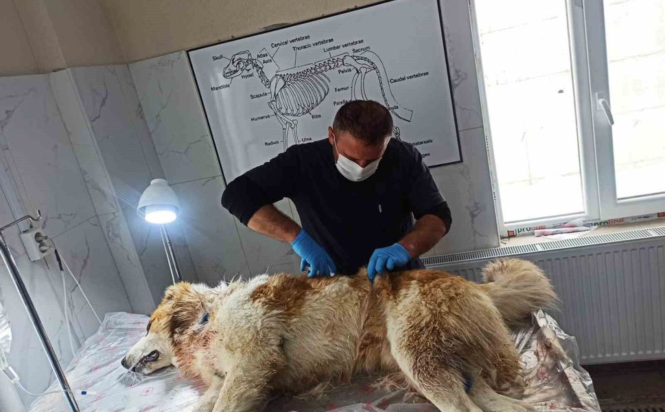 kahraman köpek kurda meydan okudu