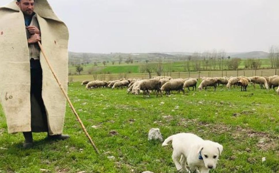 Uşak’ta  “Sürü Yönetimi Elemanı Kursu” Düzenleniyor