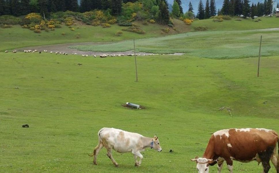Uşak’ta büyük ve küçükbaş hayvan otlatma ücreti belli oldu