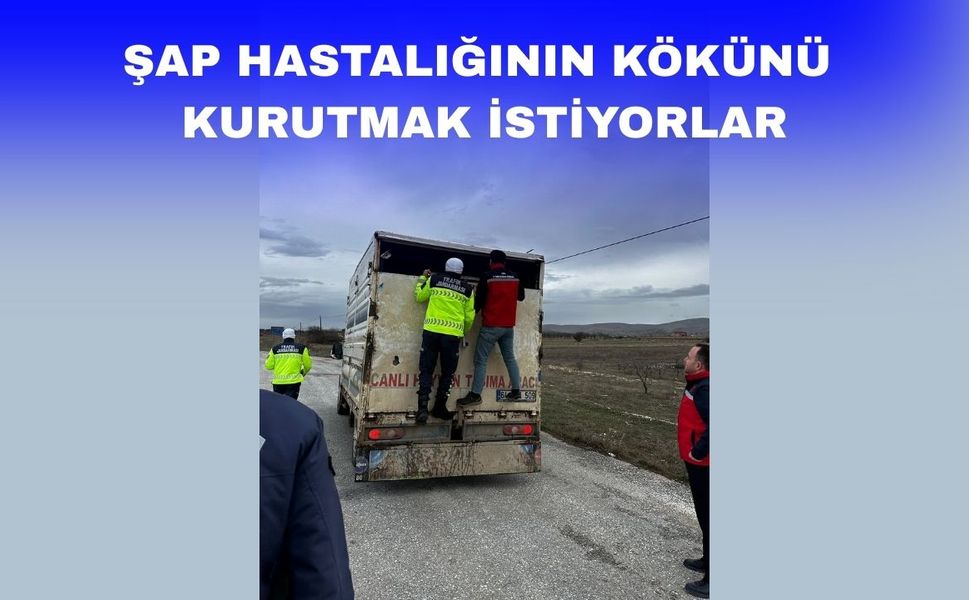 Uşak’ta şap hastalığına sıkı kontrol