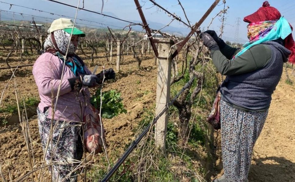 Komşu İlçenin Bağları Yeniden Canlandı