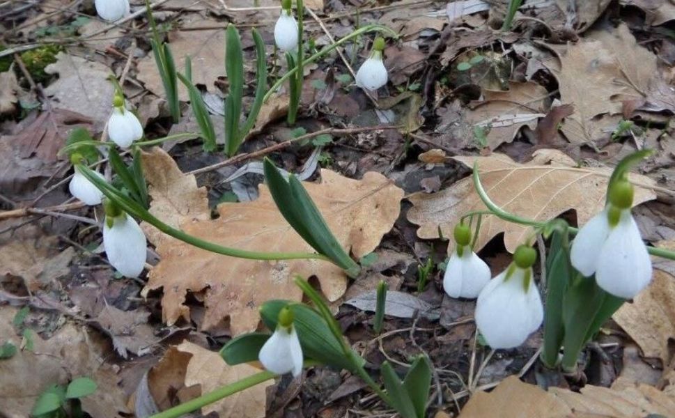 Bu Çiçeği Koparmanın Cezası 699 Bin 245 Lira