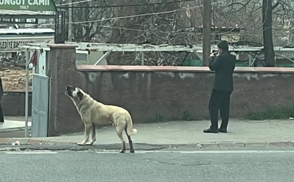 Ezanla Birlikte Uluyan Köpek Olay Yarattı