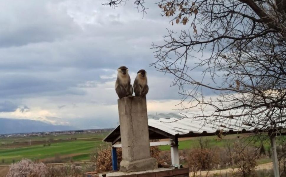 Komşu İlçede Maymun Bulundu