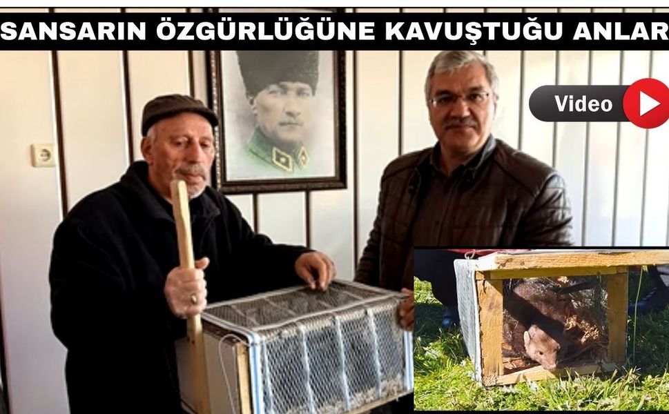 Uşaklı Çiftçinin yakaladığı sansar doğaya bırakıldı