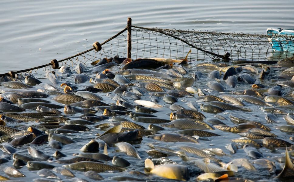 Uşak’ta Tatlı Su Balıklarına Av Yasağı Başladı