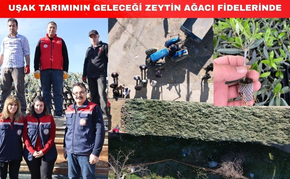 Uşak tarımı 62 bin zeytin fidanıyla kalkınacak