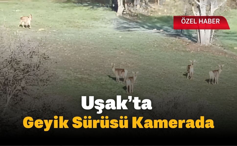 Uşak’ta Geyik Sürüsü Kamerada