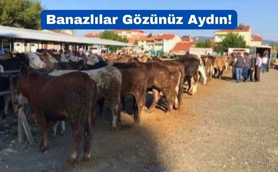 Uşak’ın Banaz İlçesinde Hayvan Pazarı Bugün Açılıyor