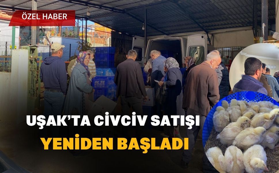 Uşak’ta Civciv Satışı Yeniden Başladı