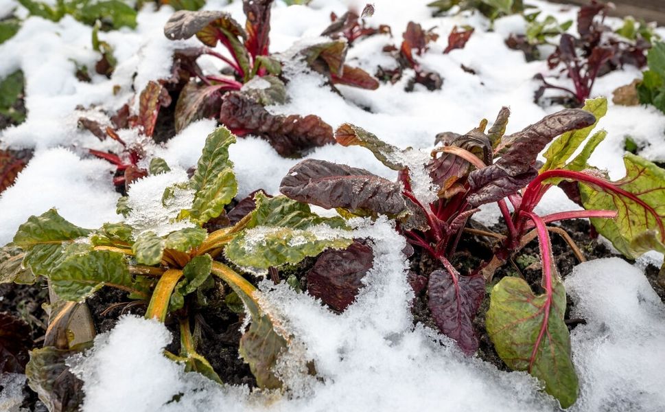 Uşak'ta Don Nöbeti Başlıyor