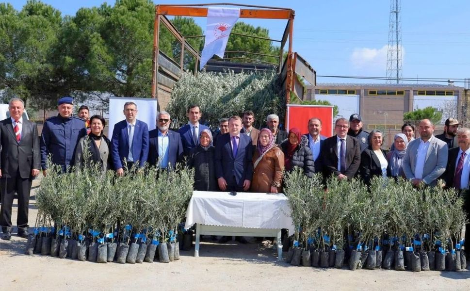 Uşak Dev Bir Zeytinlik Alanı Oluyor