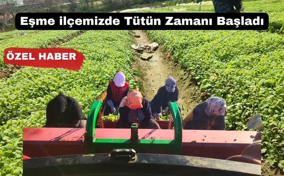 Uşak’ın Eşme İlçesinde Tütün Üretimi Başladı