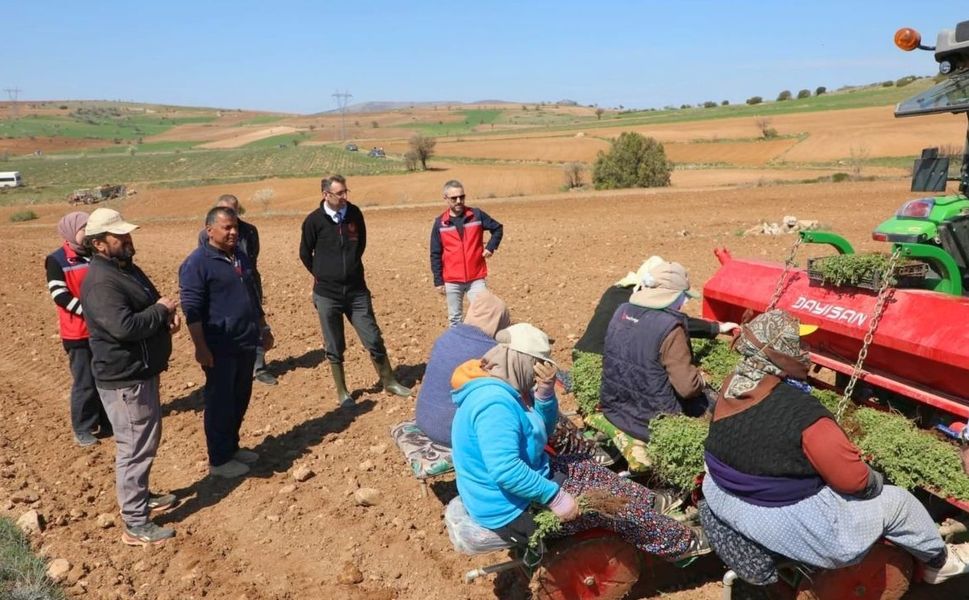 Uşak Kekik Üretiminde Türkiye’de 2. Sırada Yer Alıyor