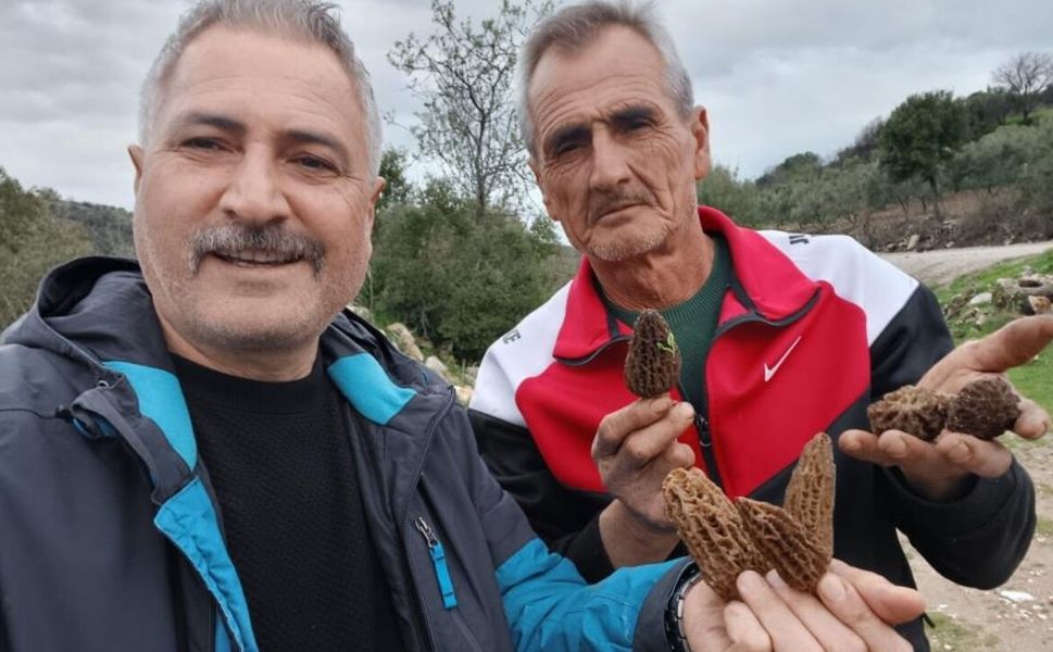 Salihli'de Kuzu Göbeği Toplanıyor