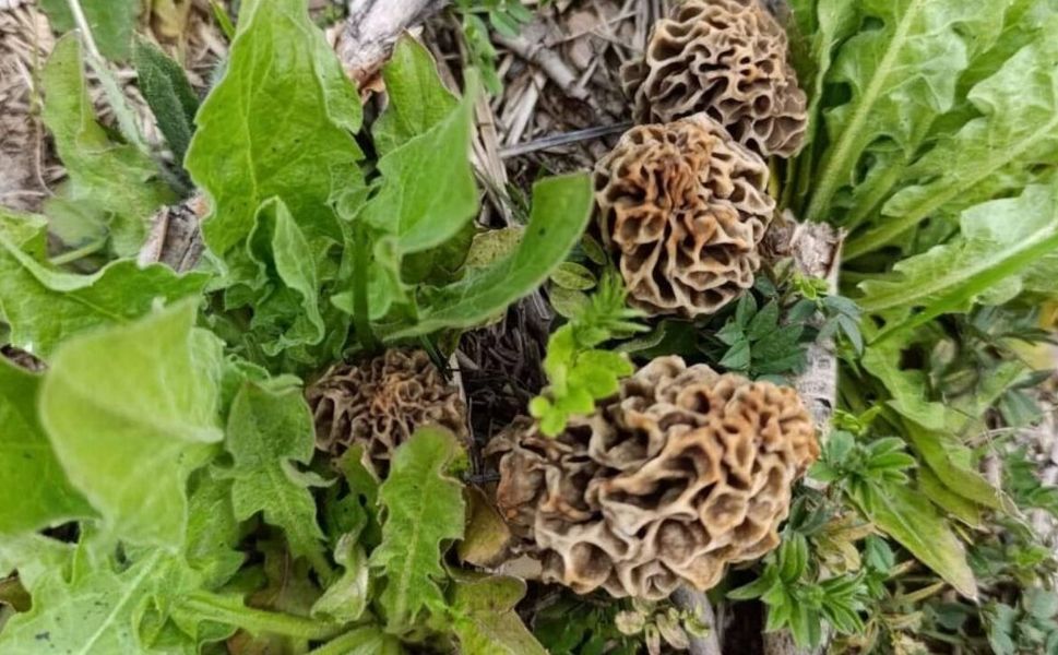 Uşak'ta Aramayla Hisarcık'ta Arabayla Kuzugöbeği Bolluğu