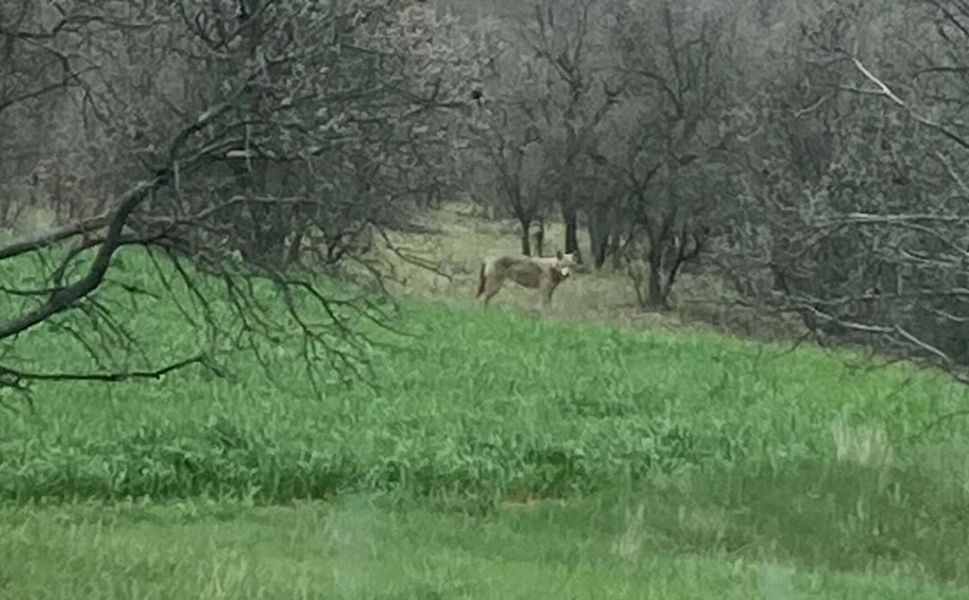Uşak'ta Koruluk Alanlarda Kurt Alarmı