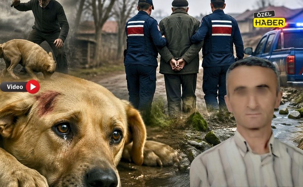 Hayvana işkence Yapan Şahıs Gözaltına Alındı