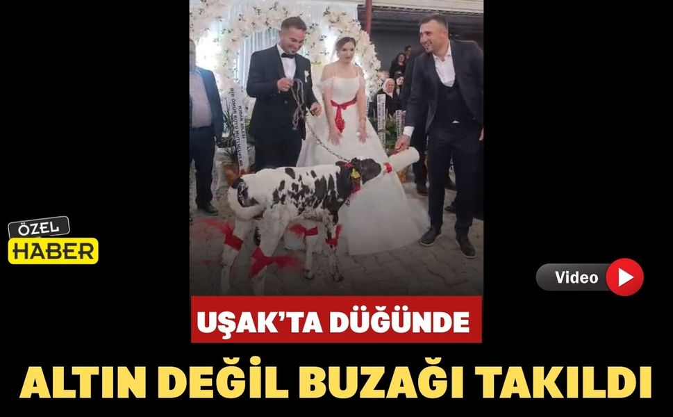 Uşak’ta Düğünde Altın Değil Buzağı Takıldı