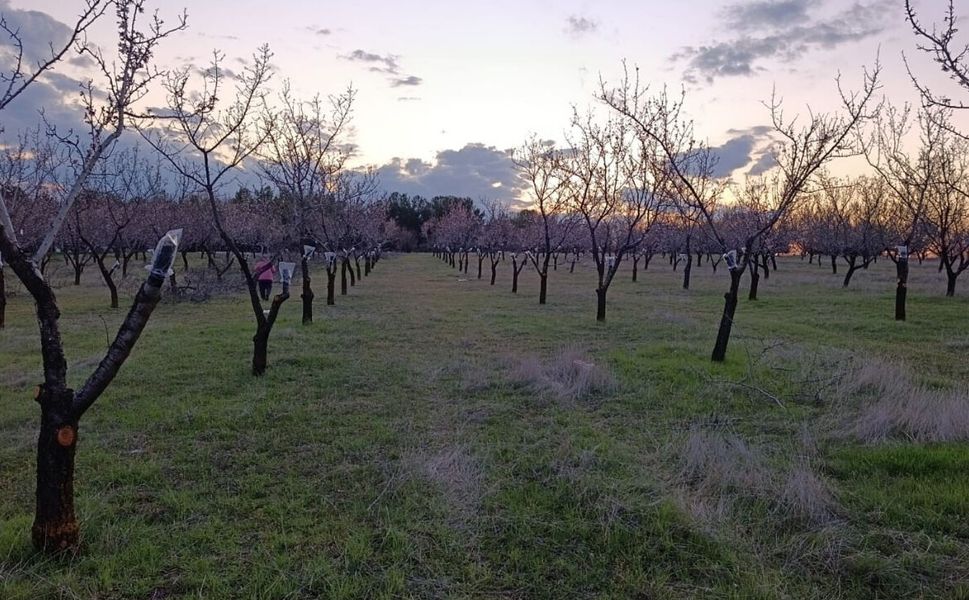 Uşak’ta Çiftçiye Don Alarmı