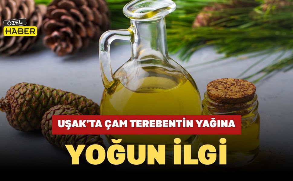 Uşak’ta Çam Terebentin Yağına Yoğun İlgi