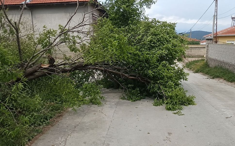 Uşak’ta Şiddetli Fırtına Badem Ağacını Yola Devirdi