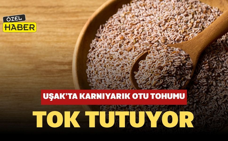 Uşak’ta Karnıyarık Otu Tohumu Tok Tutuyor, Sindirimi Destekliyor
