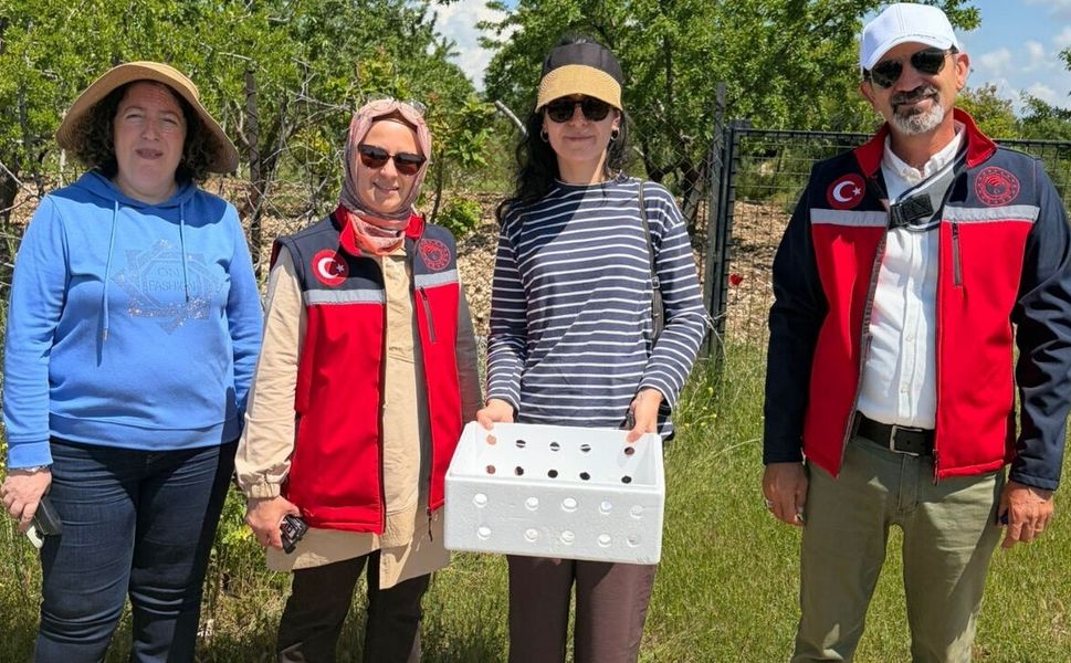 Uşak’ta Doğaya Samuray Arısı Salındı