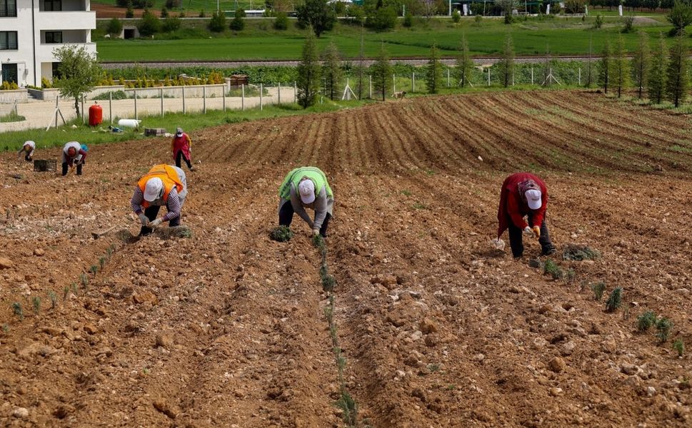Uşak’ta Mis Kokulu Dönüşüm: Bölme’ye Lavanta Dokunuşu