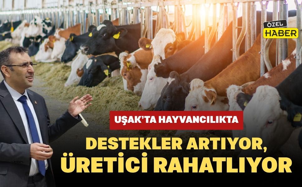 Uşak’ta Hayvancılıkta Destekler Artıyor, Üretici Rahatlıyor