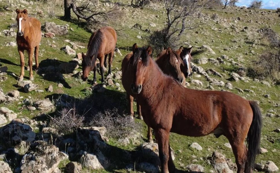 Bağbaşı’ndaki GES Projesi Yılkı Atlarını Tehdit Ediyor