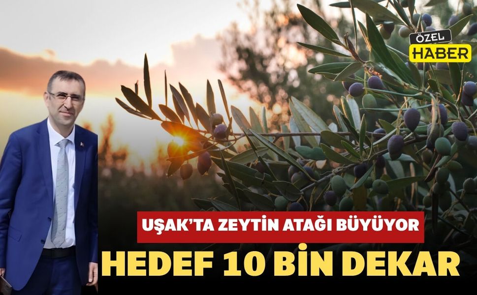 Uşak’ta Zeytin Atağı Büyüyor: Hedef 10 Bin Dekar