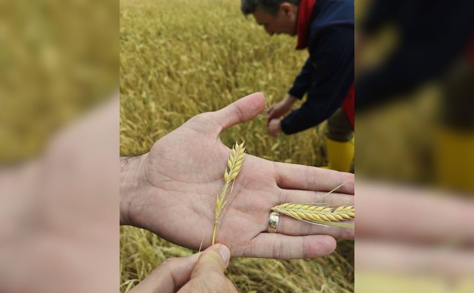 Uşak’ta Dolu Vurdu Ekinler Kurudu