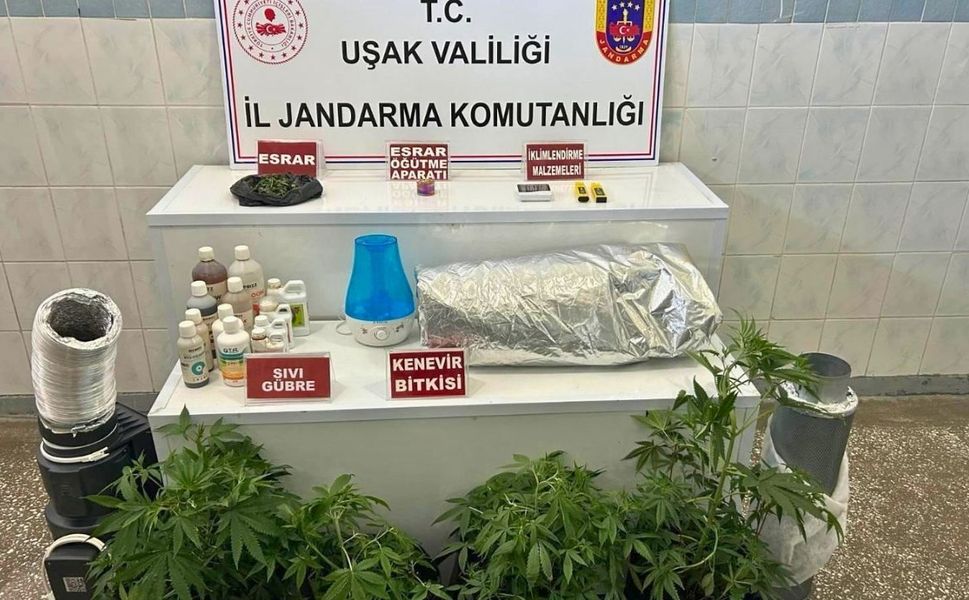 Uşak’ta evinde kenevir yetiştiren şahıs yakalandı