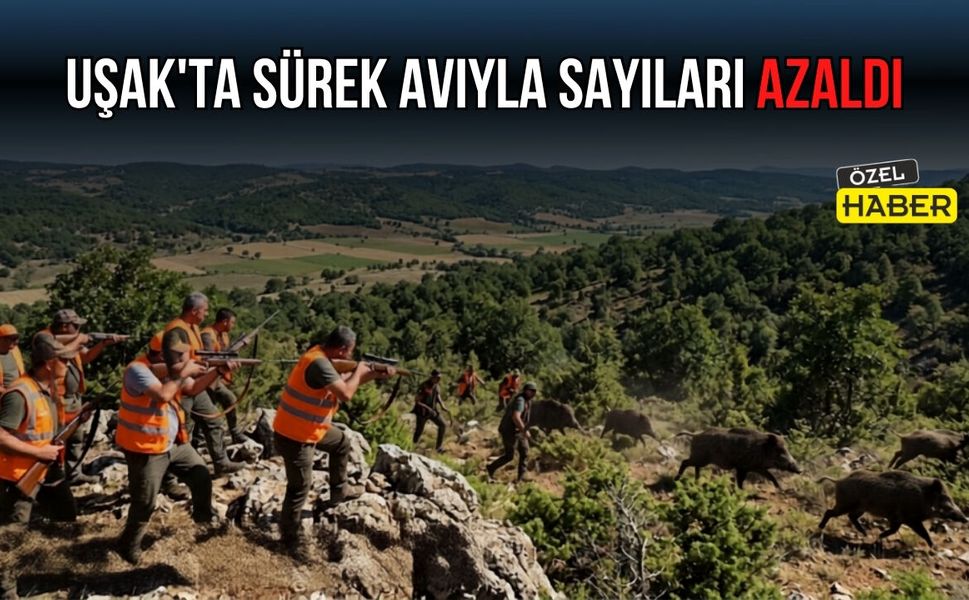 Uşak’ta Sürek Avıyla Sayıları Azaldı
