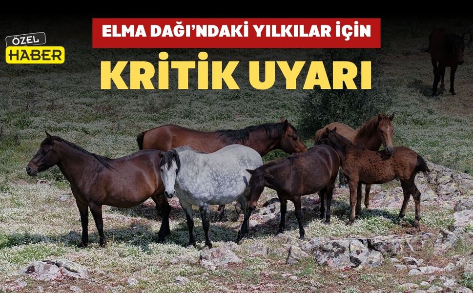 Elma Dağı’ndaki Yılkılar İçin Kritik Uyarı