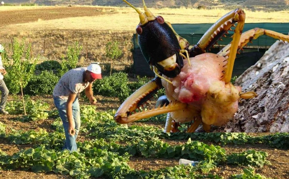 Uşak Tarım ve Orman Müdürlüğü Çekirge İstilasını Yalanladı